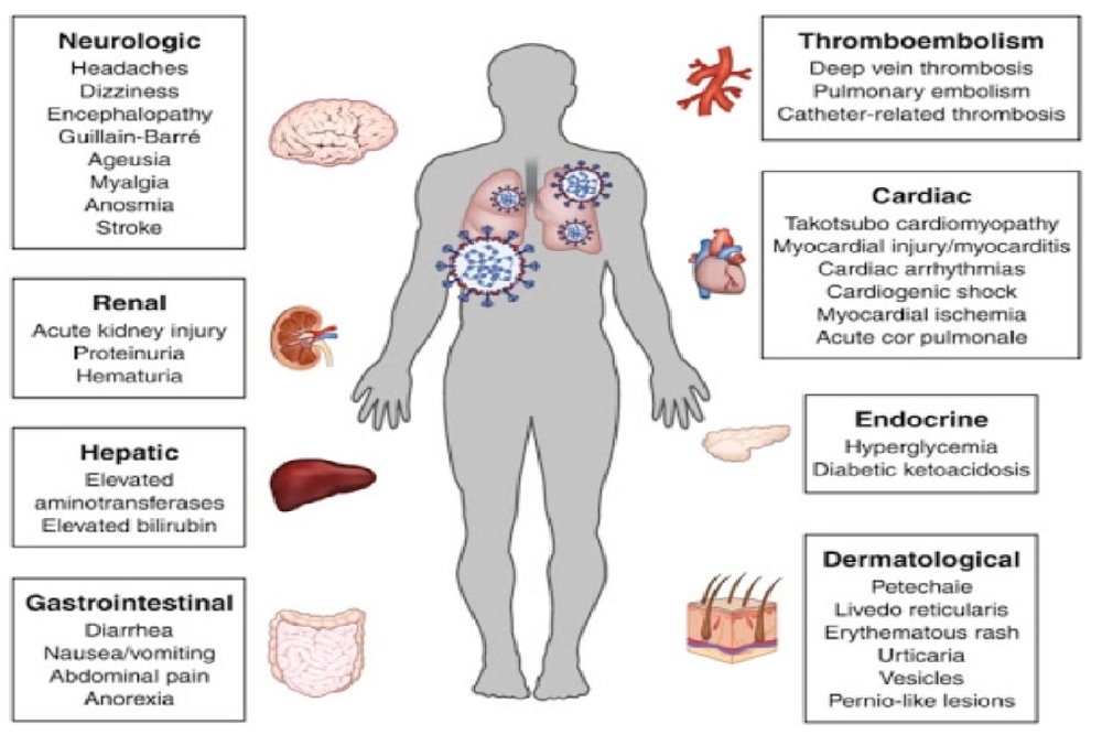 Organs Affected by Coronavirus